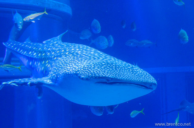 Whale Shark