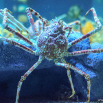 Spider crab