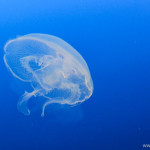 Jelly Fish